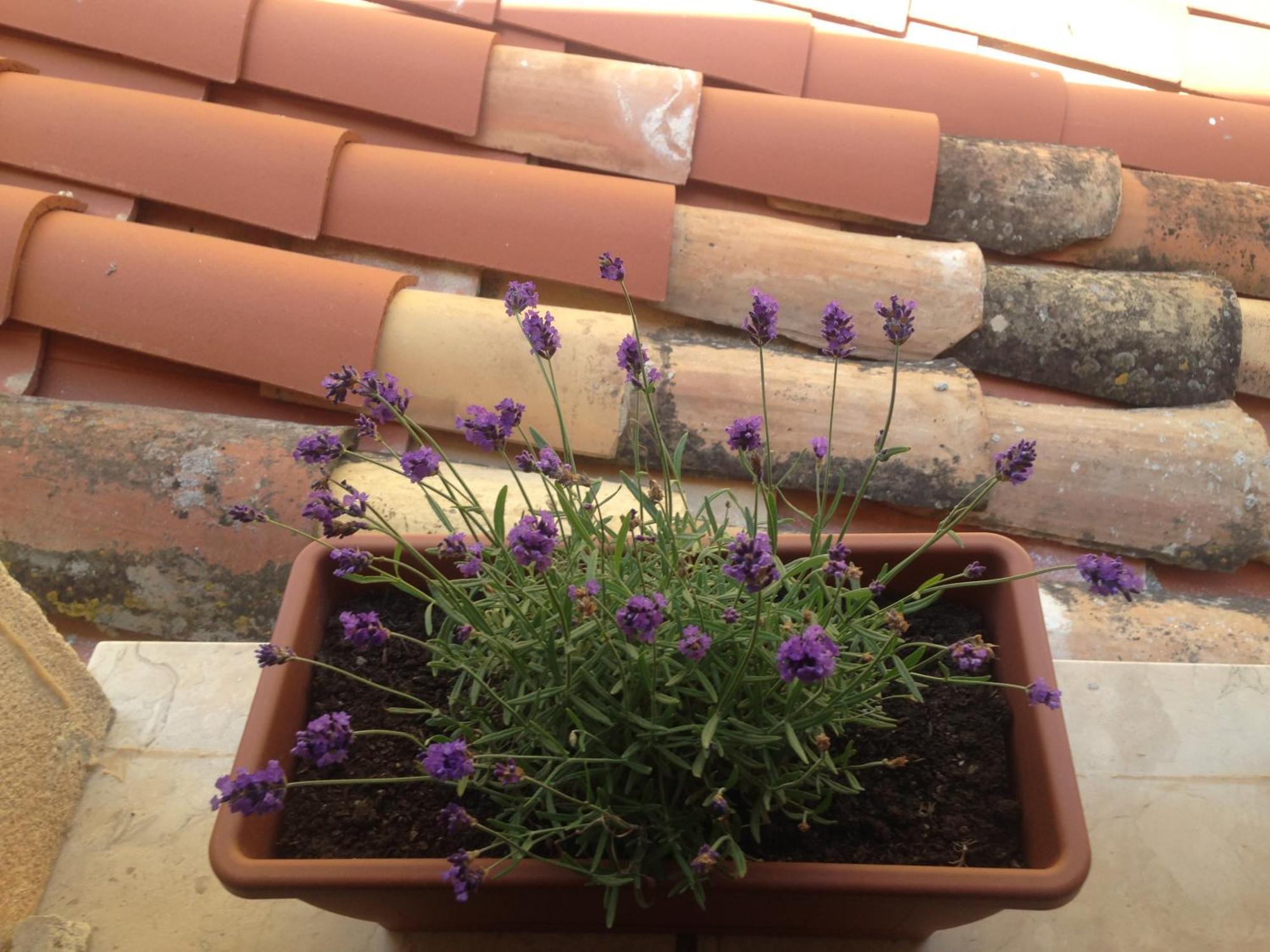 Gerani House Villa Cefalù Eksteriør bilde